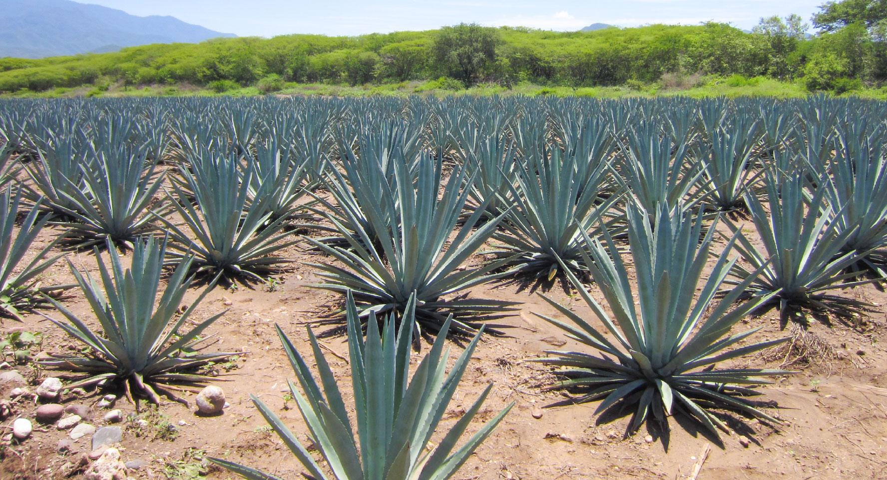 エスパディンのアガベ畑