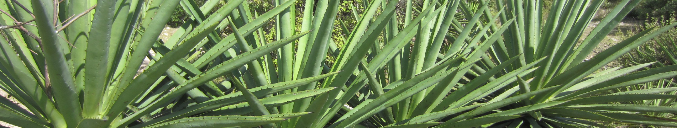 アガヴェの様子。