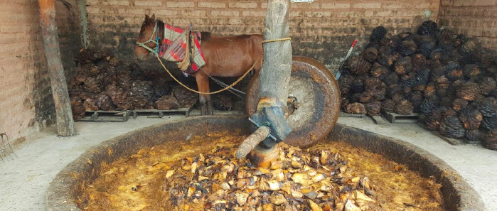 馬を用いて巨大な石臼でローストしたアガヴェを粉砕する。