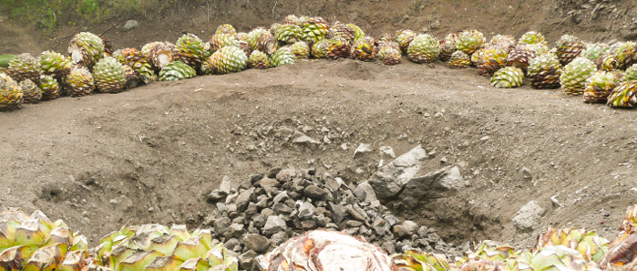 地面に掘ったオーブンでアガヴェを加熱する。