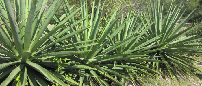 野生のアガヴェの様子。