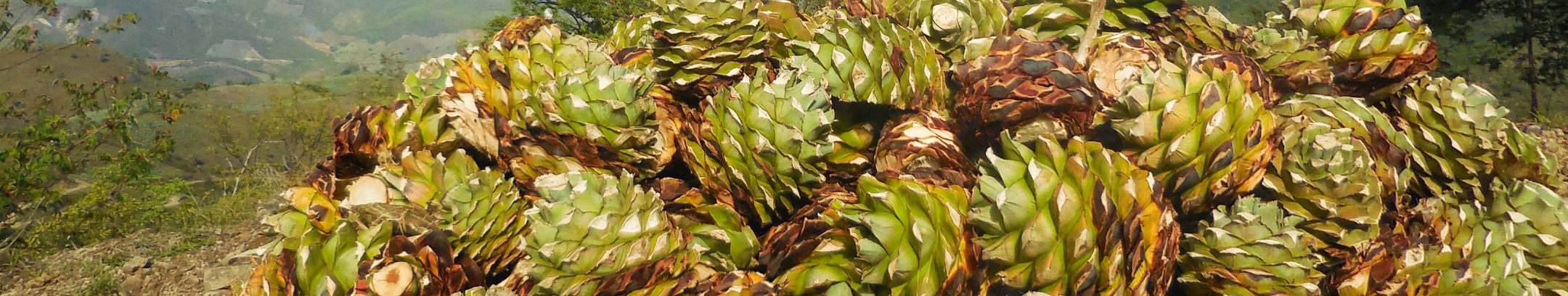 刈り取られたアガヴェ。